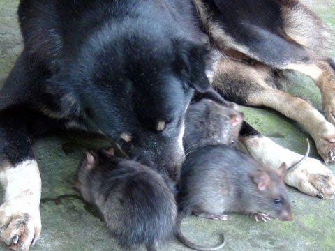 Chó làm bảo mẫu cho đàn chuột cống