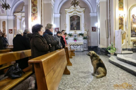 Chó mỏi mòn đợi chủ đã chết ở nhà thờ