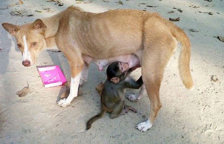 Chó trở thành sao vì nuôi khỉ