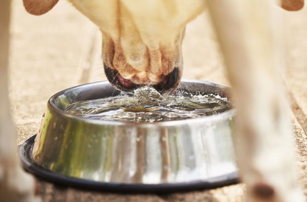 Chó và mèo uống nước khác nhau