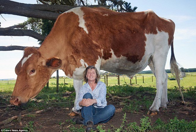 Choáng váng với con bò khổng lồ lớn nhất Australia