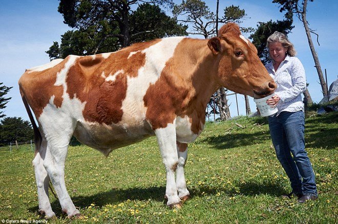 Choáng váng với con bò khổng lồ lớn nhất Australia