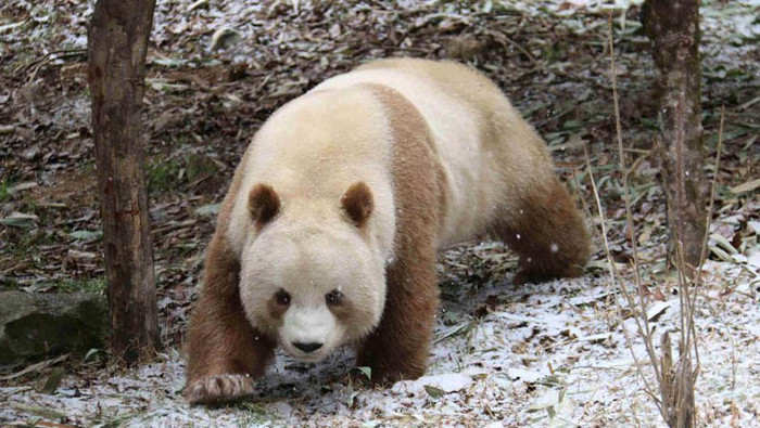 Chú gấu trúc nâu cuối cùng sống qua mùa đông -30 độ