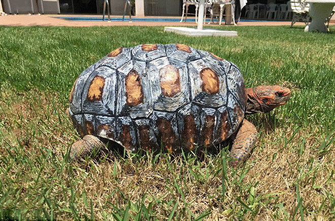 Chú rùa đầu tiên đi vào lịch sử với chiếc mai được tạo ra từ máy in 3D