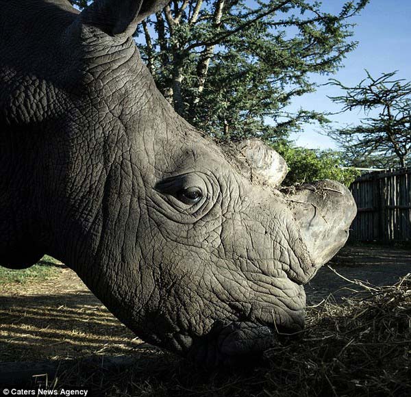 Chú tê giác trắng đực duy nhất còn lại trên thế giới