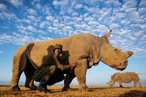 Chú tê giác trắng đực duy nhất còn lại trên thế giới