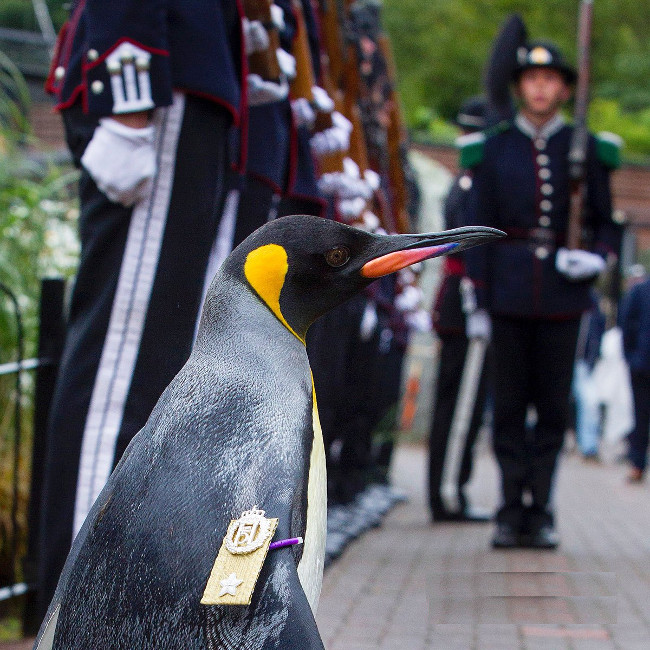Chuẩn tướng chim cánh cụt duyệt đội danh dự Scotland