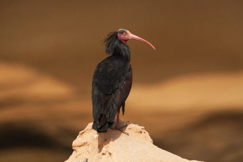 Chùm ảnh: Những loài chim quý hiếm nhất trên thế giới