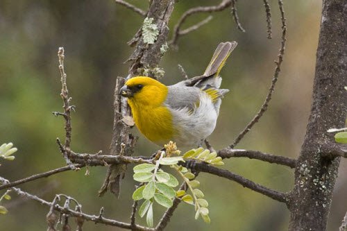 Chùm ảnh: Những loài chim quý hiếm nhất trên thế giới
