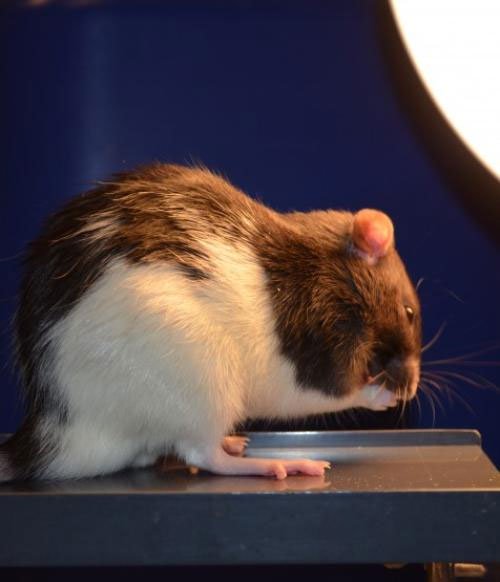 Chuột bị stress do ngày dài hơn