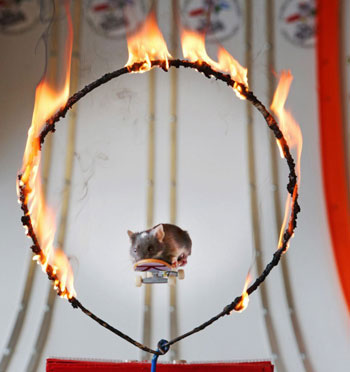 Chuột lướt ván nhảy qua vòng lửa