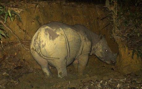 Chụp được ảnh tê giác Sumatra mang thai