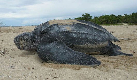 Chuyện chưa biết về loài rùa khổng lồ, nặng gần 1 tấn