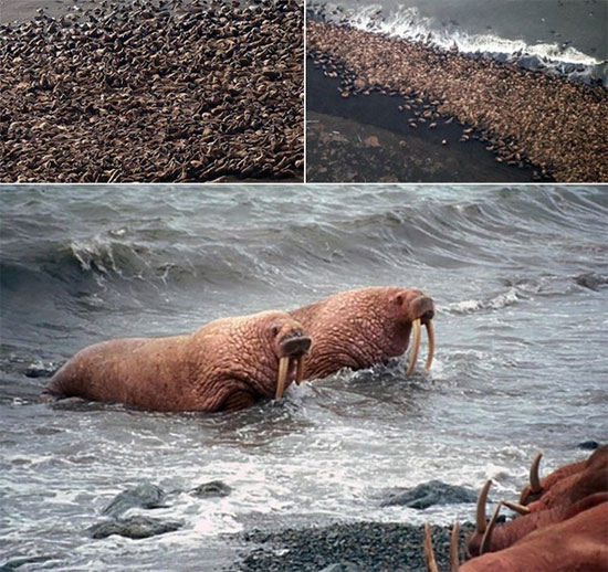 Chuyện lạ: Hàng chục ngàn con hải mã ồ ạt đổ bộ bãi biển Alaska