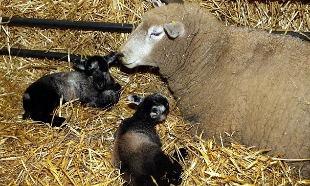 Chuyện lạ về cừu đồng trinh đẻ sinh đôi