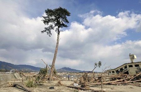 Chuyện về cây thông duy nhất còn lại sau thảm họa sóng thần Nhật