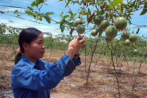 Cô đặc nước cốt chanh dây thành viên sủi