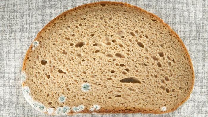 Có nguy hiểm không nếu ăn bánh mì đã bị mốc?