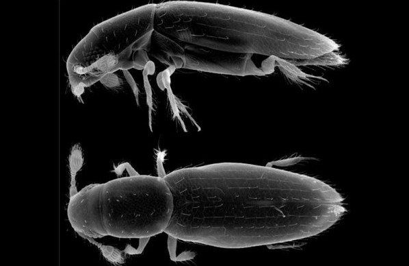 Con bọ bé nhất thế giới trông như thế nào?