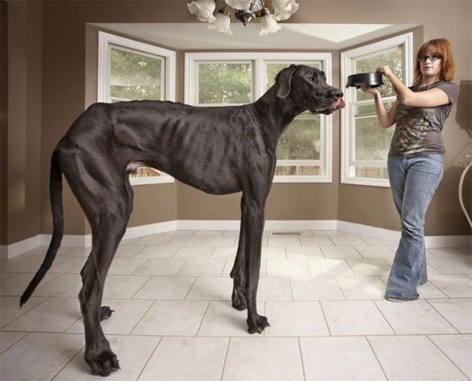 Con chó cao nhất thế giới qua đời