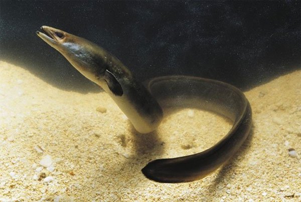 Con lươn già nhất thế giới qua đời