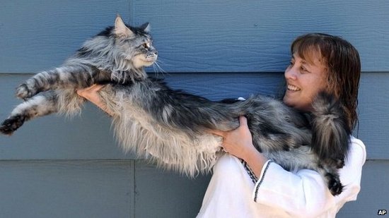 Con mèo dài nhất thế giới qua đời