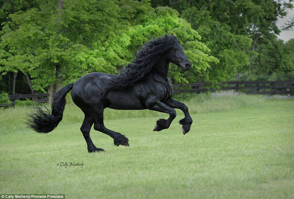 Con ngựa đẹp trai nhất thế giới