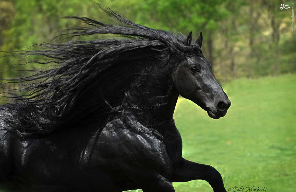 Con ngựa đẹp trai nhất thế giới