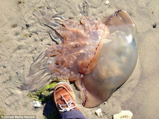 Con sứa khổng lồ dạt bờ biển Anh
