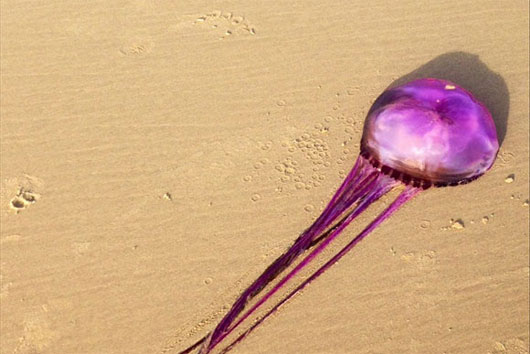 Con sứa tím đầu tiên trên hành tinh
