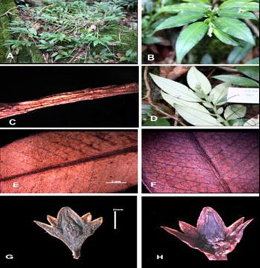 Công bố 3 loài thực vật mới ở Việt Nam
