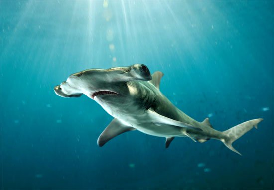 Cộng đồng quốc tế nâng mức độ bảo vệ cá mập
