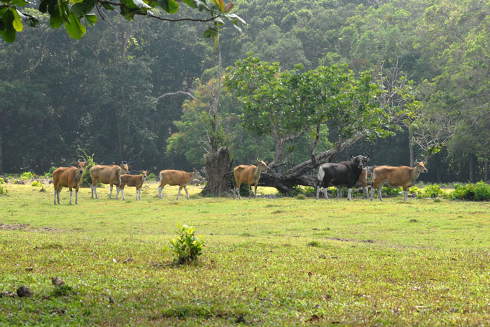 Công viên quốc gia Ujung Kulun - Indonesia