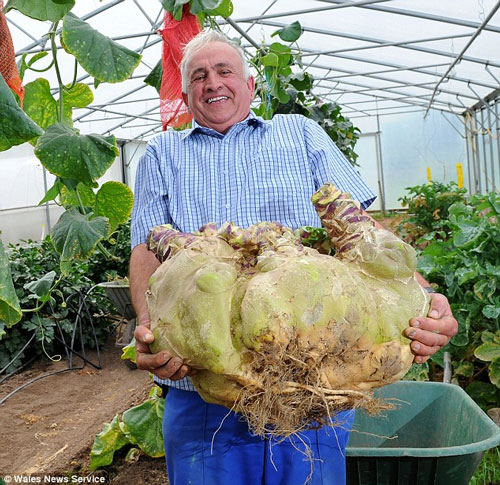 Củ cải lớn nhất thế giới, nặng 38,8 kg