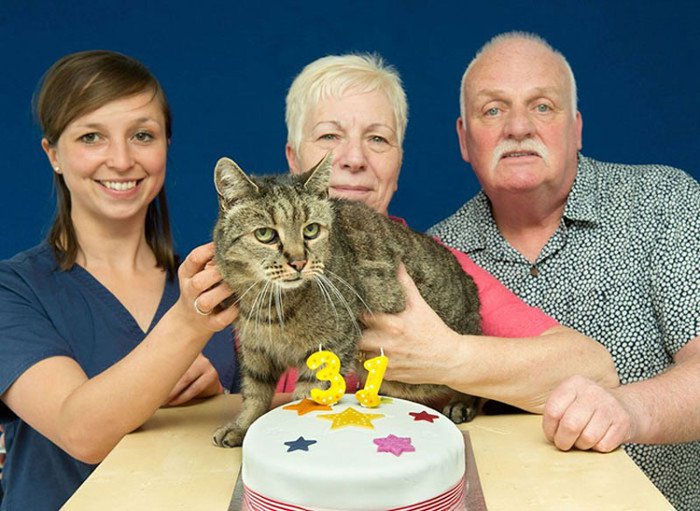 Cụ mèo già nhất thế giới tương đương với người 141 tuổi