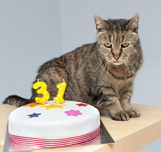 Cụ mèo già nhất thế giới tương đương với người 141 tuổi