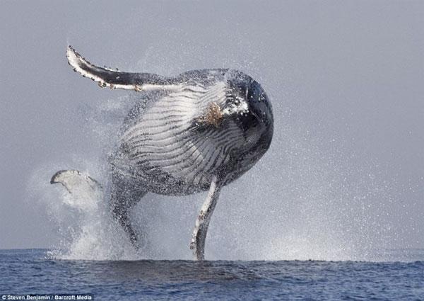 Cùng ngắm cú nhảy kinh điển của cá voi lưng gù
