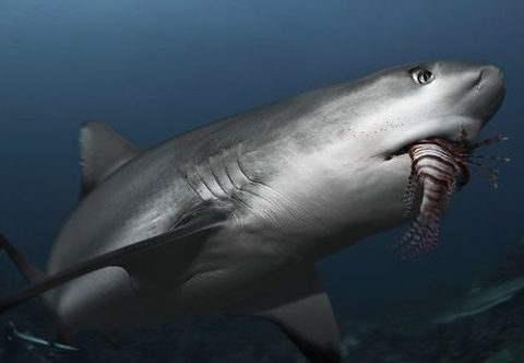 Cuộc chiến giữa cá mập và cá rồng