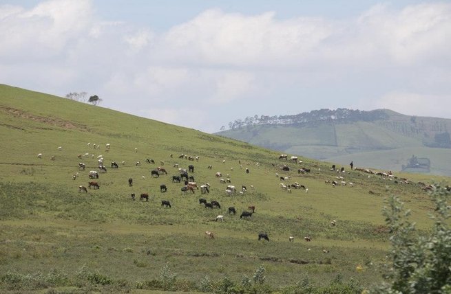 Cuộc chiến sinh tồn trên đồng cỏ Kenya