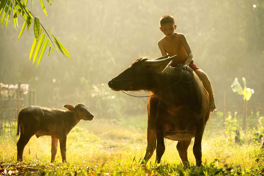 Cuộc sống yên bình nơi làng quê Việt