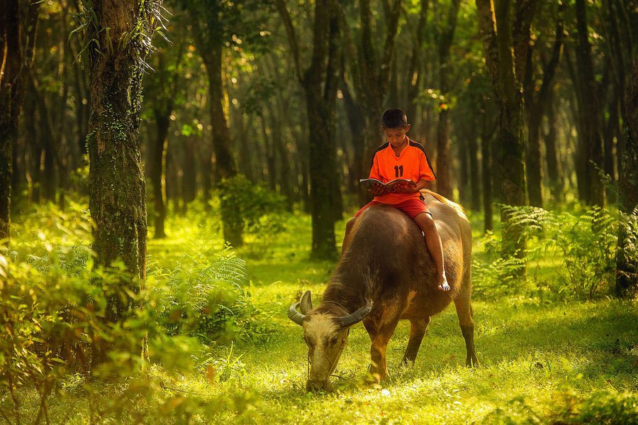 Cuộc sống yên bình nơi làng quê Việt