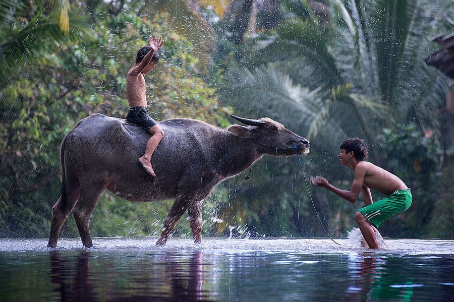 Cuộc sống yên bình nơi làng quê Việt