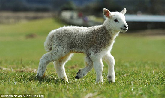 Cừu 5 chân chào đời ở Anh