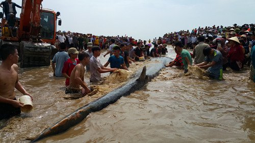 Cứu cá voi dài 14m mắc cạn ở biển Nghệ An