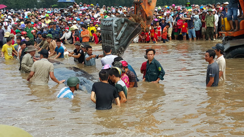 Cứu cá voi dài 14m mắc cạn ở biển Nghệ An