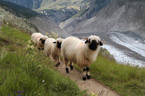 Cừu mũi đen quý hiếm ở Thụy Sĩ