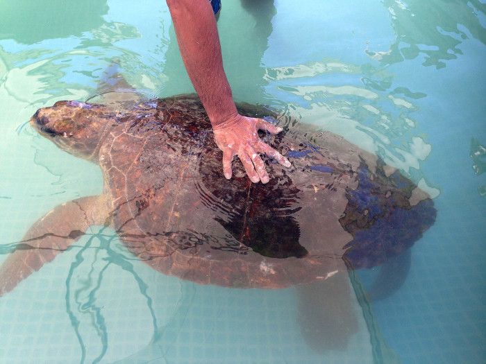 Cứu sống rùa biển bị con người đánh vỡ sọ