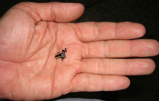 Da loài ếch nhỏ nhất thế giới có chứa chất độc hại