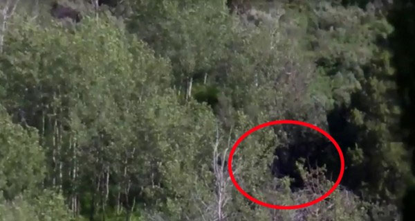 Dã nhân Bigfoot lông lá đứng bất động giữa rừng cây?