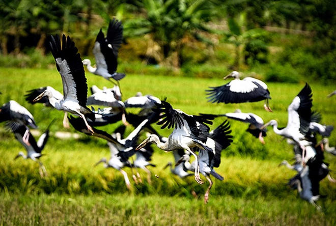 Đàn chim xuất hiện ở Lào Cai là loài nhạn